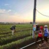 Listrik PLN Masuk Kebun Bawang Bone, Produksi Petani Naik Dua Kali Lipat